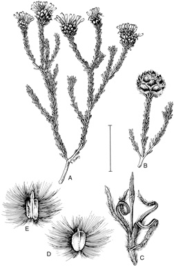 APII jpeg image of Petrophile ericifolia subsp. subpubescens  © contact APII