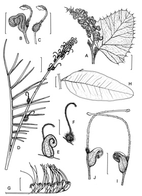 APII jpeg image of Grevillea polyacida,<br/>Grevillea goodii,<br/>Grevillea rubicunda  © contact APII