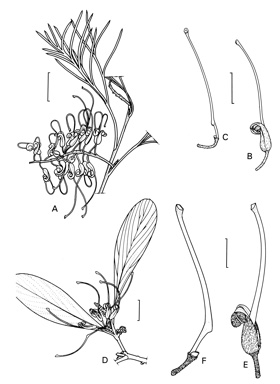 APII jpeg image of Grevillea olivacea,<br/>Grevillea preissii subsp. preissii  © contact APII