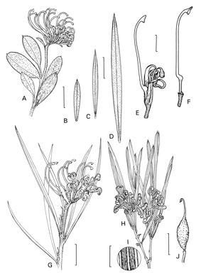 APII jpeg image of Grevillea sericea subsp. riparia,<br/>Grevillea sericea subsp. sericea,<br/>Grevillea viridiflava  © contact APII