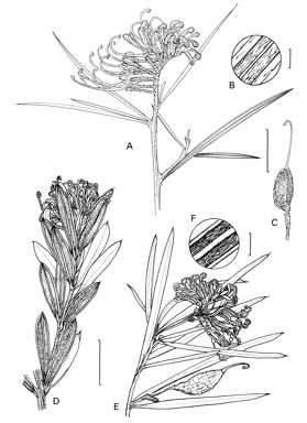 APII jpeg image of Grevillea humilis subsp. humilis,<br/>Grevillea humilis subsp. maritima,<br/>Grevillea humilis subsp. lucens  © contact APII