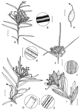 APII jpeg image of Grevillea wiradjuri,<br/>Grevillea halmaturina subsp. halmaturina,<br/>Grevillea imberbis,<br/>Grevillea halmaturina subsp. laevis  © contact APII