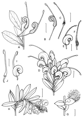 APII jpeg image of Grevillea baueri subsp. asperula,<br/>Grevillea baueri subsp. baueri,<br/>Grevillea iaspicula,<br/>Grevillea quadricauda  © contact APII