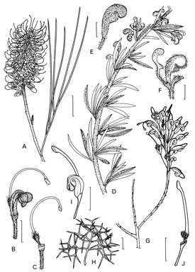 APII jpeg image of Grevillea georgeana,<br/>Grevillea scabra,<br/>Grevillea albiflora  © contact APII
