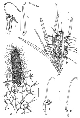 APII jpeg image of Grevillea coriacea,<br/>Grevillea paradoxa  © contact APII