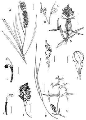 APII jpeg image of Grevillea psilantha,<br/>Grevillea leptobotrys,<br/>Grevillea triloba  © contact APII
