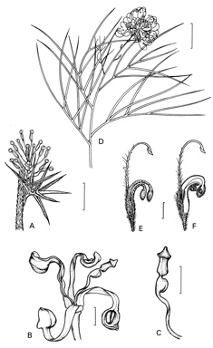 APII jpeg image of Grevillea globosa,<br/>Grevillea spinosissima  © contact APII