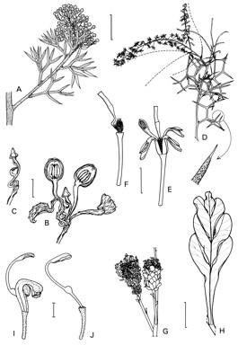 APII jpeg image of Grevillea stenostachya,<br/>Grevillea eryngioides,<br/>Grevillea erinacea  © contact APII