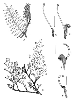 APII jpeg image of Grevillea obtecta,<br/>Grevillea caleyi  © contact APII