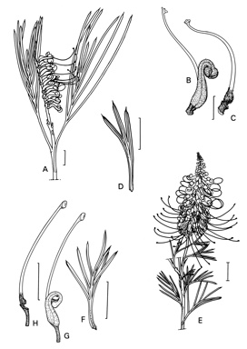 APII jpeg image of Grevillea hookeriana subsp. hookeriana,<br/>Grevillea tenuiloba,<br/>Grevillea hookeriana subsp. apiciloba,<br/>Grevillea hookeriana subsp. digitata  © contact APII
