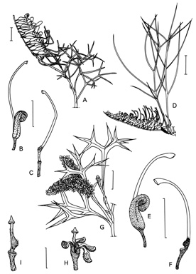 APII jpeg image of Grevillea ramosissima subsp. ramosissima,<br/>Grevillea aneura,<br/>Grevillea nana subsp. nana  © contact APII