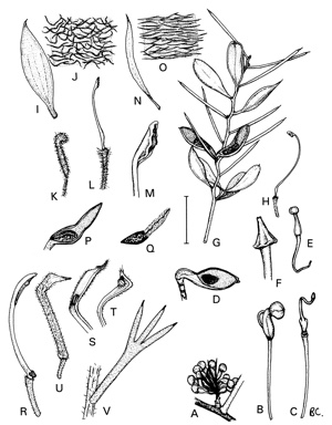 APII jpeg image of Hakea erinacea,<br/>Hakea longiflora,<br/>Hakea lasiantha,<br/>Hakea lissocarpha,<br/>Hakea lasianthoides,<br/>Hakea trifurcata,<br/>Hakea oldfieldii  © contact APII