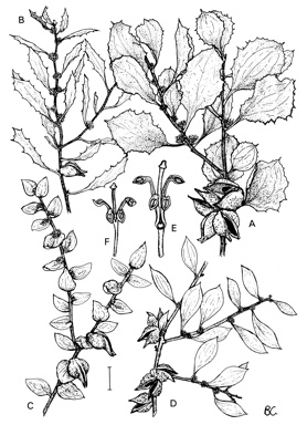 APII jpeg image of Hakea undulata,<br/>Hakea ferruginea,<br/>Hakea anadenia,<br/>Hakea falcata,<br/>Hakea loranthifolia,<br/>Hakea ambigua  © contact APII