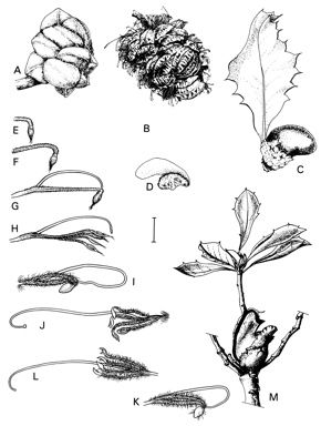 APII jpeg image of Banksia meisneri subsp. meisneri,<br/>Banksia nutans var. cernuella,<br/>Banksia incana,<br/>Banksia pulchella,<br/>Banksia ilicifolia,<br/>Banksia telmatiaea,<br/>Banksia oligantha  © contact APII