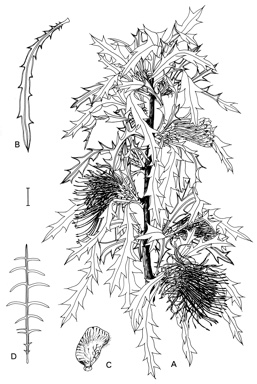 APII jpeg image of Dryandra xylothemelia,<br/>Dryandra squarrosa subsp. squarrosa  © contact APII