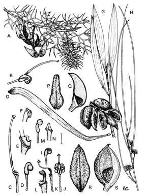 APII jpeg image of Hakea ednieana,<br/>Hakea persiehana,<br/>Hakea arborescens,<br/>Hakea eyreana,<br/>Hakea macrocarpa,<br/>Hakea trineura  © contact APII