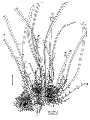 APII jpeg image of Dryandra subpinnatifida var. imberbis  © contact APII
