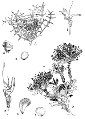 APII jpeg image of Dryandra borealis subsp. elatior,<br/>Dryandra pulchella,<br/>Dryandra carlinoides,<br/>Dryandra fraseri var. oxycedra  © contact APII