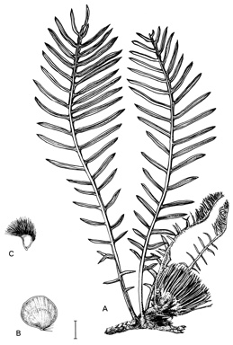 APII jpeg image of Dryandra ionthocarpa,<br/>Dryandra lepidorhiza  © contact APII