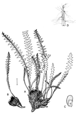 APII jpeg image of Dryandra idiogenes  © contact APII