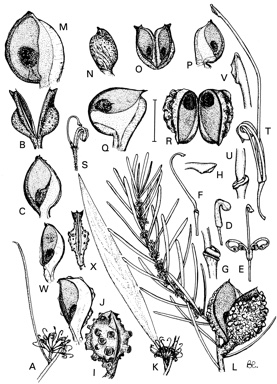 APII jpeg image of Hakea bakeriana,<br/>Hakea vittata,<br/>Hakea gibbosa,<br/>Hakea nodosa,<br/>Hakea cycloptera,<br/>Hakea salicifolia subsp. salicifolia,<br/>Hakea florulenta,<br/>Hakea tephrosperma  © contact APII