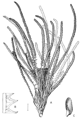 APII jpeg image of Dryandra viscida  © contact APII