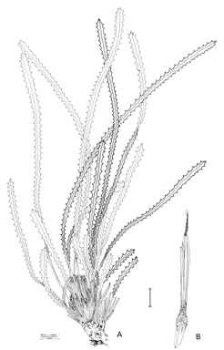 APII jpeg image of Dryandra mimica  © contact APII