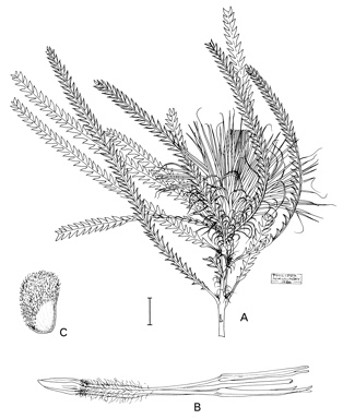 APII jpeg image of Dryandra shuttleworthiana,<br/>Dryandra pseudoplumosa  © contact APII