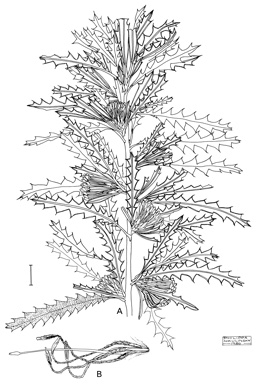 APII jpeg image of Dryandra serra  © contact APII
