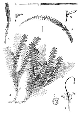 APII jpeg image of Dryandra arctotidis,<br/>Dryandra tortifolia,<br/>Dryandra stenoprion,<br/>Dryandra nana  © contact APII