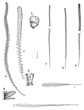 APII jpeg image of Dryandra lindleyana subsp. pollosta,<br/>Dryandra lindleyana subsp. sylvestris,<br/>Dryandra lindleyana subsp. media,<br/>Dryandra brownii,<br/>Dryandra lindleyana subsp. agricola,<br/>Dryandra cypholoba  © contact APII