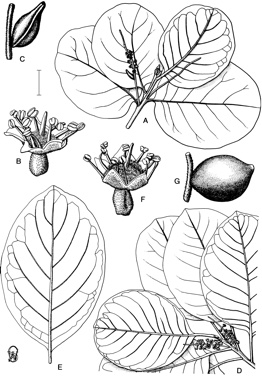 APII jpeg image of Terminalia hadleyana subsp. carpentariae,<br/>Terminalia prostrata  © contact APII