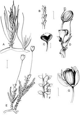 APII jpeg image of Tristicha trifaria,<br/>Torrenticola queenslandica  © contact APII