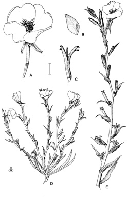 APII jpeg image of Oenothera stricta subsp. stricta  © contact APII