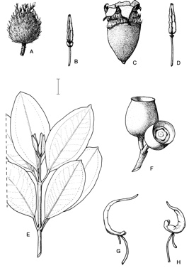 APII jpeg image of Medinilla balls-headleyi,<br/>Otanthera bracteata,<br/>Tristemma mauritianum var. mauritianum  © contact APII