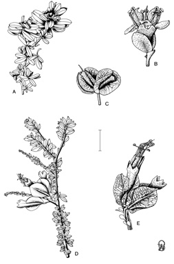 APII jpeg image of Macropteranthes montana,<br/>Macropteranthes kekwickii  © contact APII