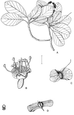 APII jpeg image of Terminalia platyptera  © contact APII