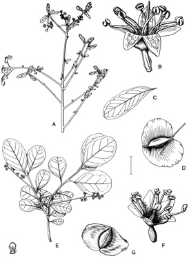 APII jpeg image of Terminalia oblongata subsp. volucris,<br/>Terminalia oblongata subsp. oblongata  © contact APII