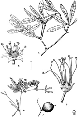 APII jpeg image of Terminalia cunninghamii,<br/>Terminalia grandiflora  © contact APII