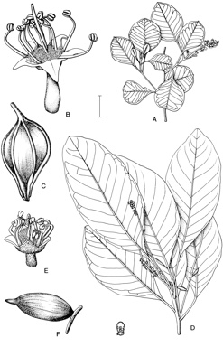 APII jpeg image of Terminalia fitzgeraldii,<br/>Terminalia platyphylla  © contact APII