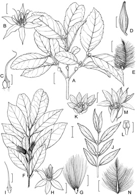 APII jpeg image of Doryphora aromatica,<br/>Atherosperma moschatum subsp. moschatum,<br/>Doryphora sassafras  © contact APII