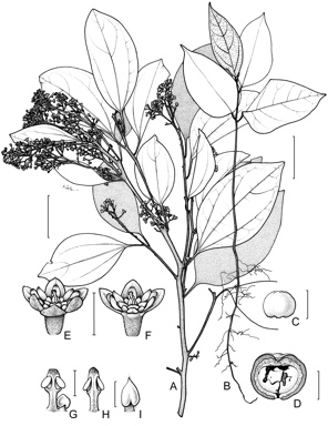 APII jpeg image of Cryptocarya grandis  © contact APII