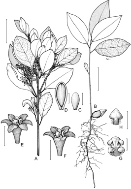 APII jpeg image of Endiandra limnophila  © contact APII