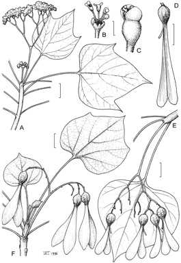 APII jpeg image of Gyrocarpus americanus subsp. sphenopterus,<br/>Gyrocarpus americanus subsp. pachyphyllus,<br/>Gyrocarpus americanus subsp. americanus  © contact APII