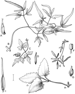 APII jpeg image of Clematis fawcettii,<br/>Clematis aristata,<br/>Clematis decipiens,<br/>Clematis linearifolia,<br/>Clematis microphylla  © contact APII