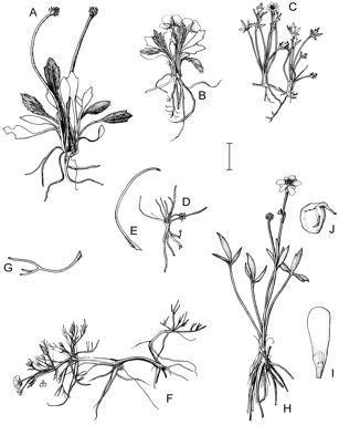 APII jpeg image of Ranunculus prasinus,<br/>Ranunculus millanii,<br/>Ranunculus acrophilus,<br/>Ranunculus muelleri,<br/>Ranunculus papulentus,<br/>Ranunculus setaceus  © contact APII