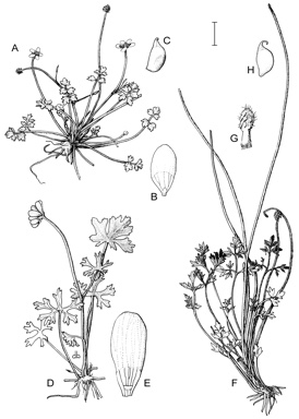 APII jpeg image of Ranunculus undosus,<br/>Ranunculus productus,<br/>Ranunculus pimpinellifolius  © contact APII