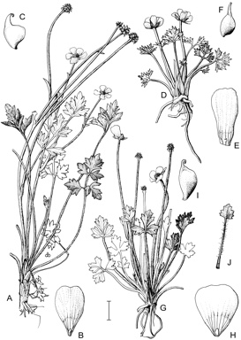 APII jpeg image of Ranunculus graniticola,<br/>Ranunculus clivicola,<br/>Ranunculus niphophilus  © contact APII
