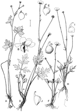 APII jpeg image of Ranunculus plebeius,<br/>Ranunculus scapiger,<br/>Ranunculus lappaceus,<br/>Ranunculus pachycarpus,<br/>Ranunculus robertsonii  © contact APII