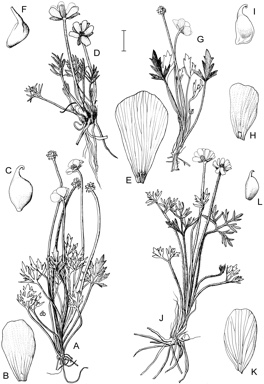 APII jpeg image of Ranunculus dissectifolius,<br/>Ranunculus gunnianus,<br/>Ranunculus eichlerianus,<br/>Ranunculus victoriensis  © contact APII